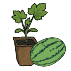 Bio-Wassermelonenpflanzen