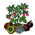 Plants de petits fruits et fraisiers