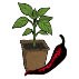 Bio-Chilipflanzen