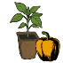Bio-Paprikapflanzen