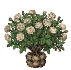 Rosiers