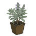 Sauges en pot