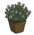 Thyms en pot