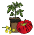 Bio-Tomatenstauden