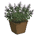 Verveines en pot