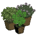 Plantes aromatiques bio en pot