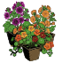 Plantes ornementales