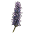 Graines d'agastaches