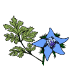 Annual aromatics