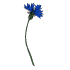 Cornflowers and centauries