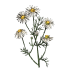 Camomiles