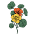 Nasturtiums