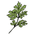 Chervil