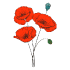 Poppies