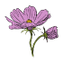 Graines de cosmos