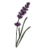 Lavenders