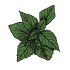 Lemon balm