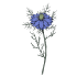 Nigella