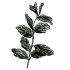Oregano