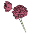 Poppies