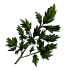 Parsley