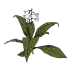 Tobacco