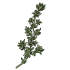 Thymes
