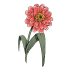Graines de zinnias