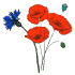 Graines de fleurs annuelles