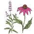 Graines de fleurs vivaces