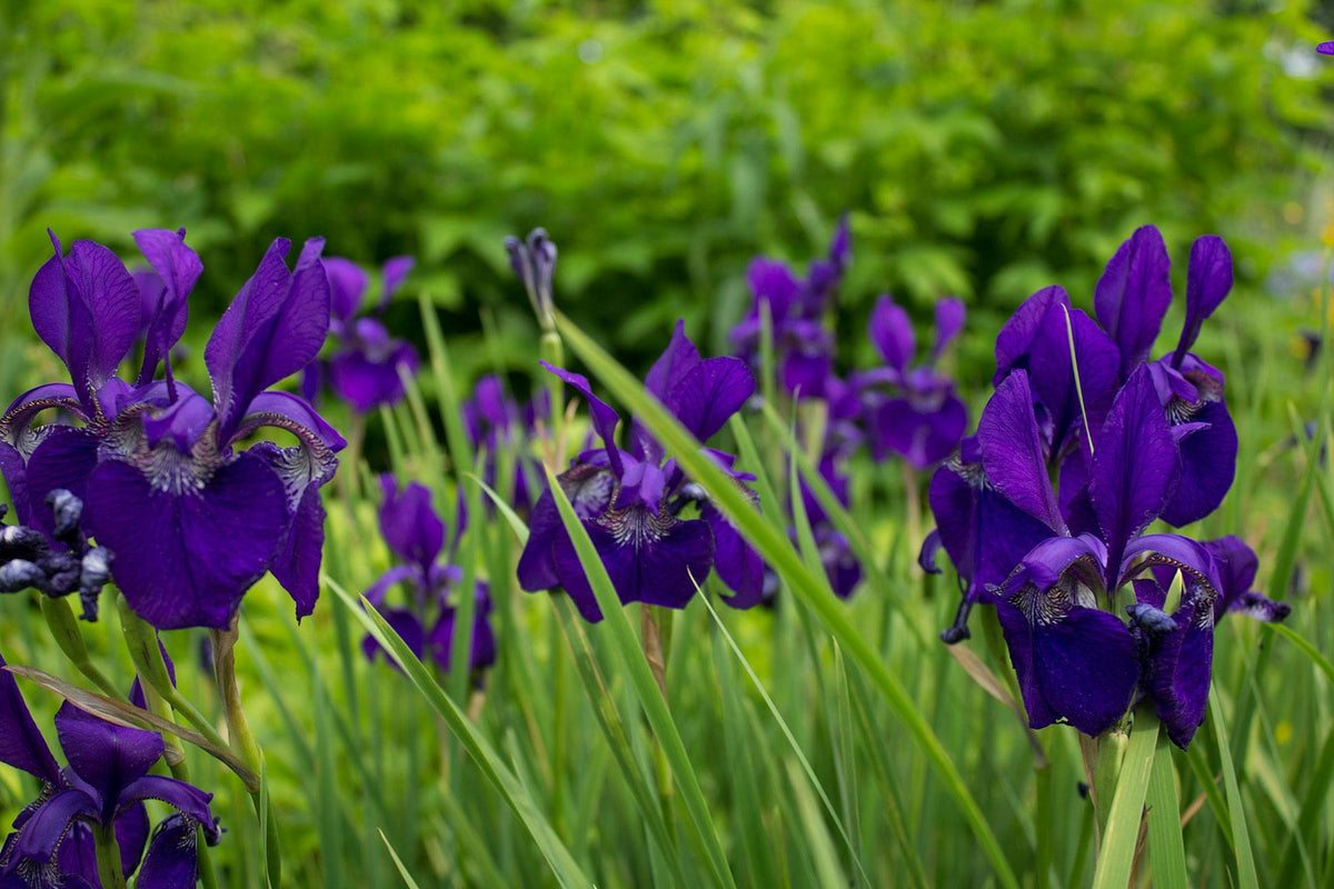 Les bulbes à fleurs sont là !
