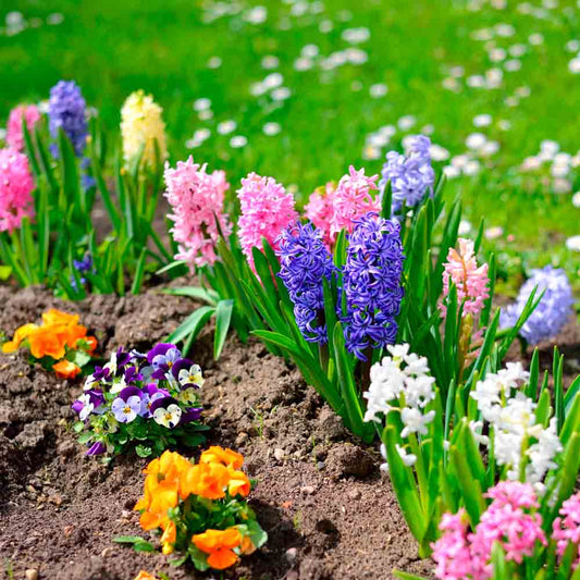JACINTHE EN MÉLANGE BIO 