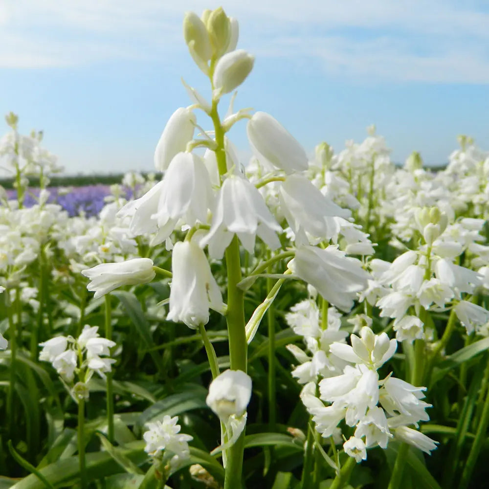 JACINTHE HISPANICA BLANC AB 