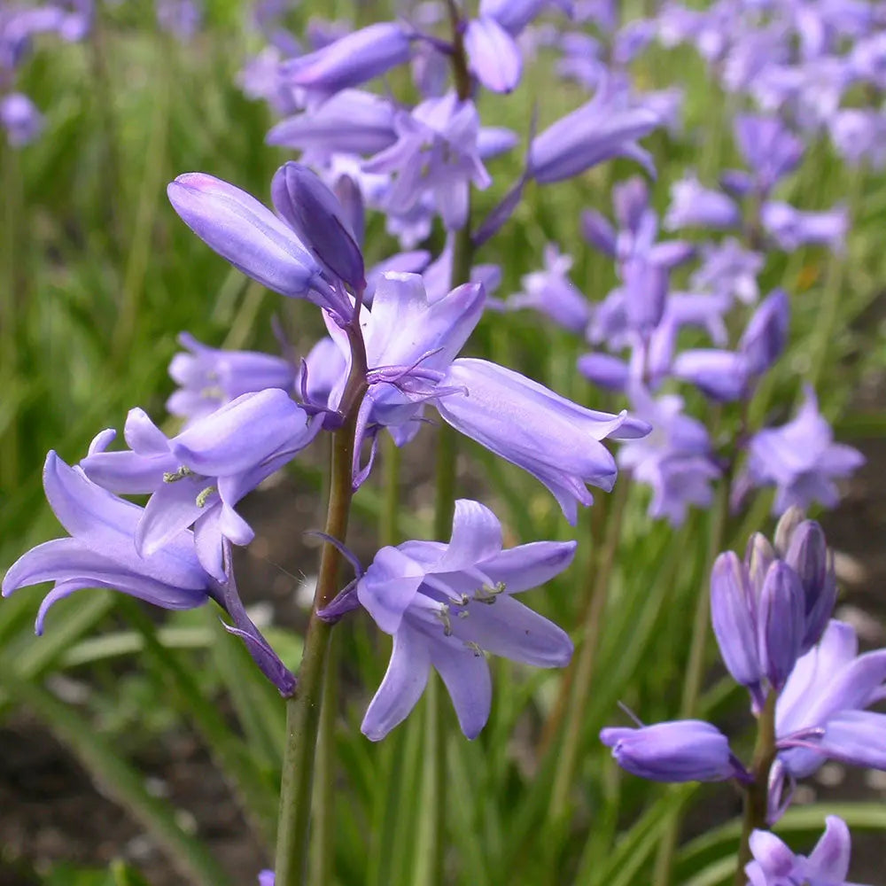 JACINTHE HISPANICA BLEU AB 