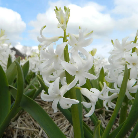 JACINTHE WHITE PEARL AB 