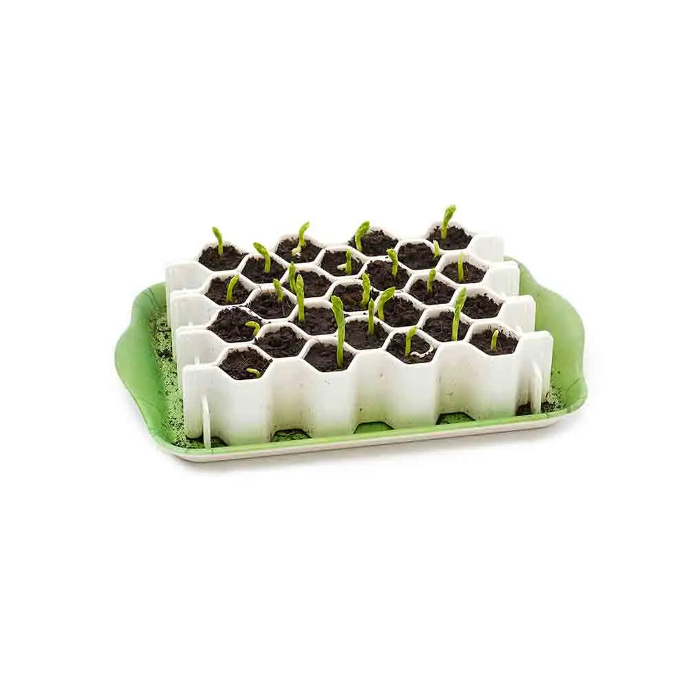 KIT DE GERMINATION 25 PLANTS GRAINES MOYENNES 