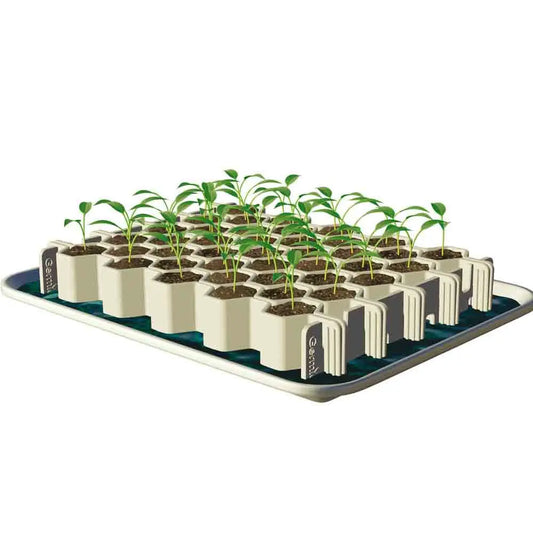KIT DE GERMINATION 41 MINIMOTTES PETITES GRAINES 