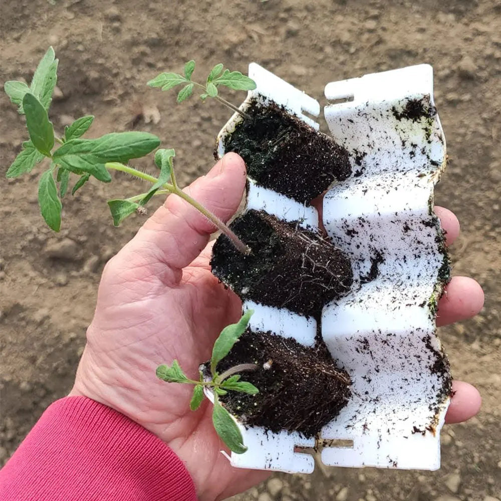 KIT DE GERMINATION 41 MINIMOTTES PETITES GRAINES 