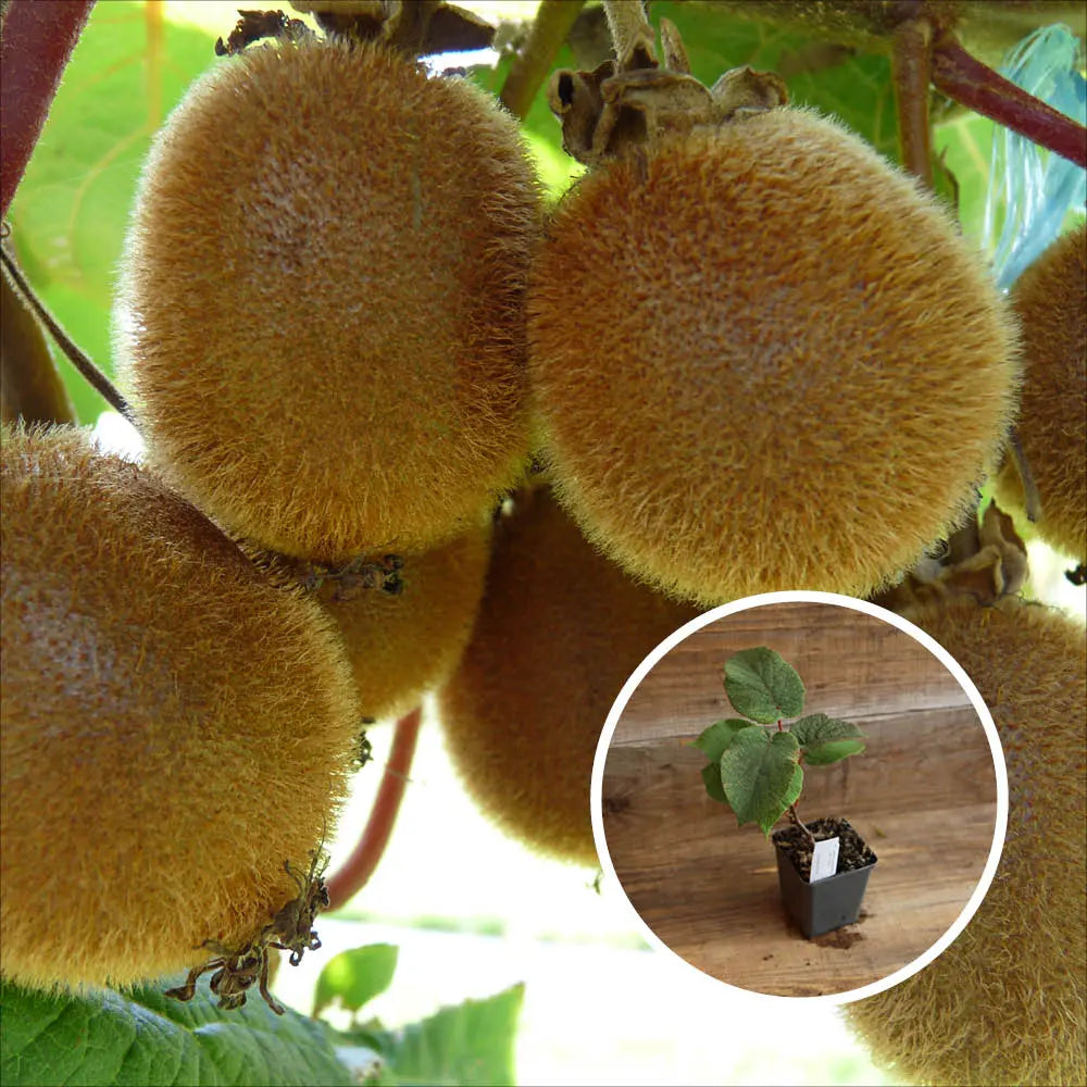 KIWI JENNY (autofertile) AB - PLANT 