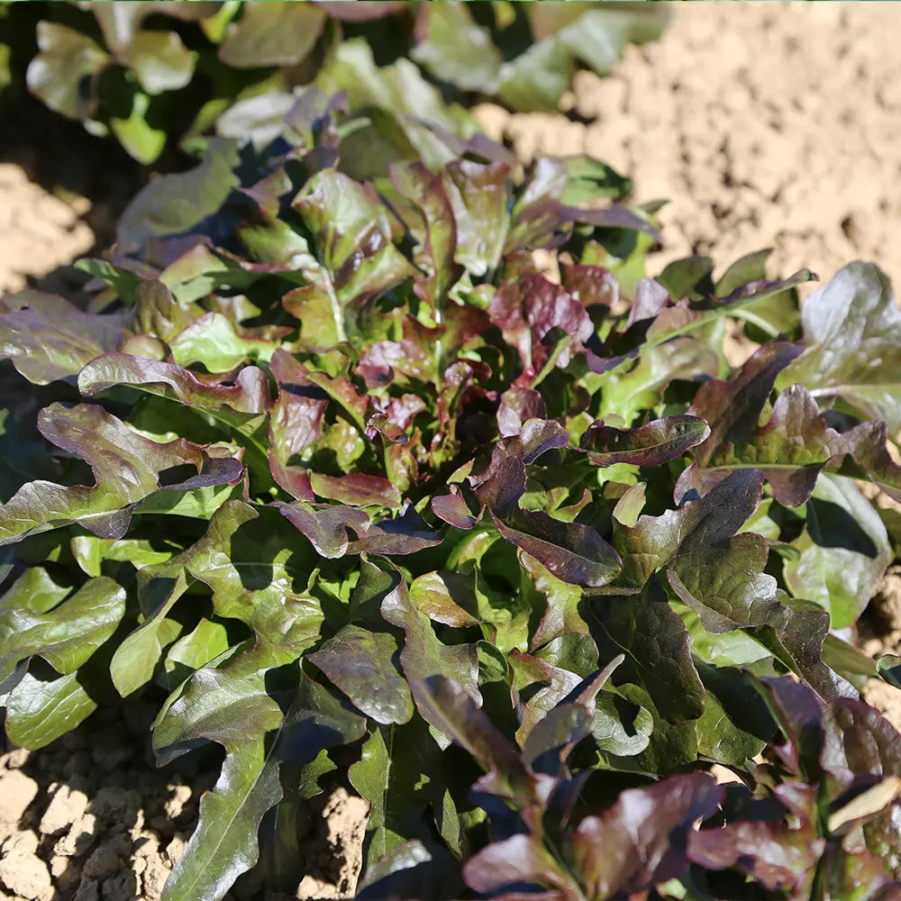 LAITUE CELTUCE HONGYEYOUMAI AB 