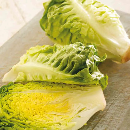 LAITUE GRASSE SUCRINE OU LITTLE GEM AB 
