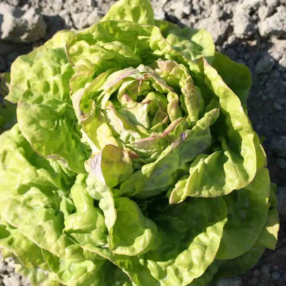 LAITUE POMMEE REINE DE MAI DE PLEINE TERRE AB 