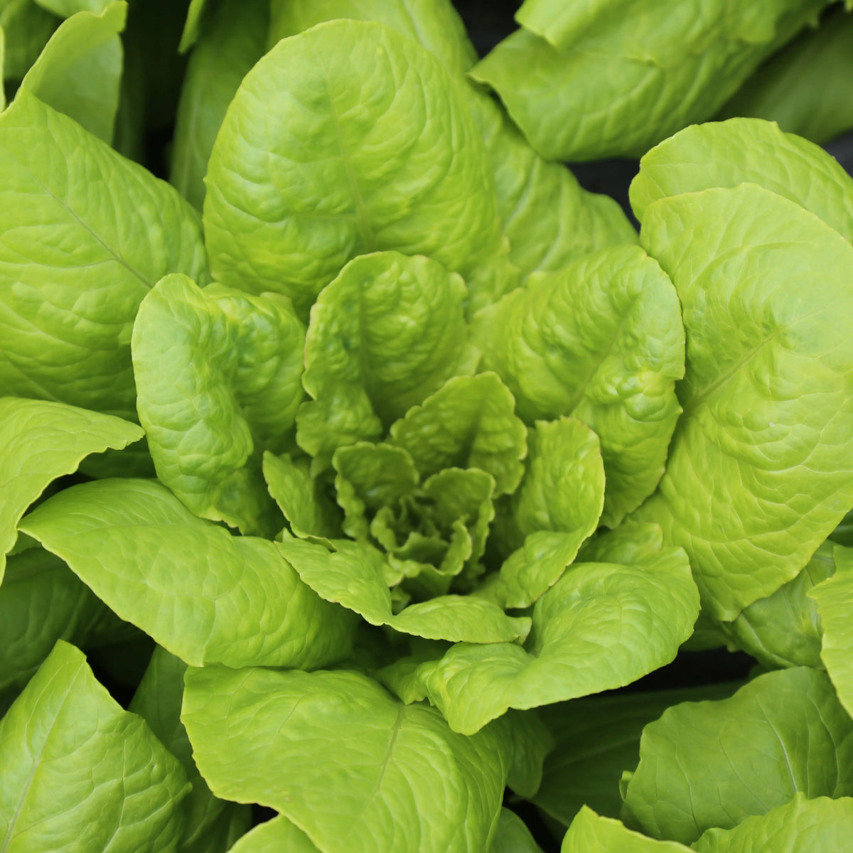 LAITUE ROMAINE CHICON DES CHARENTES AB 