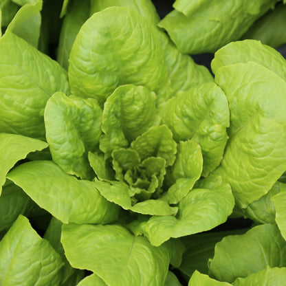 LAITUE ROMAINE CHICON DES CHARENTES AB 
