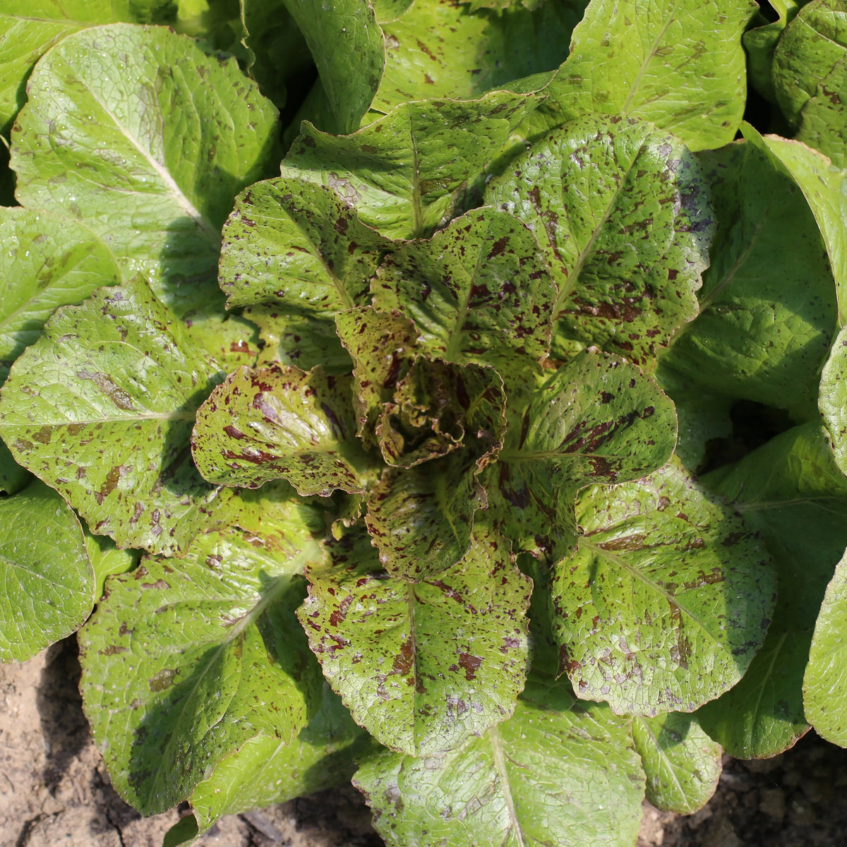 LAITUE ROMAINE CHICON PANACHE AB 