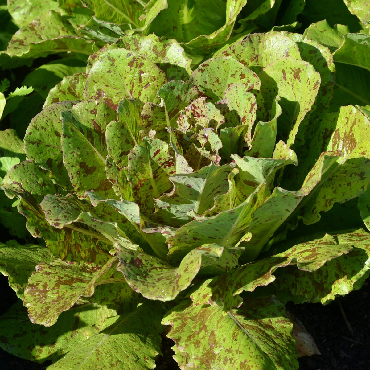 LAITUE ROMAINE CHICON PANACHE AB 