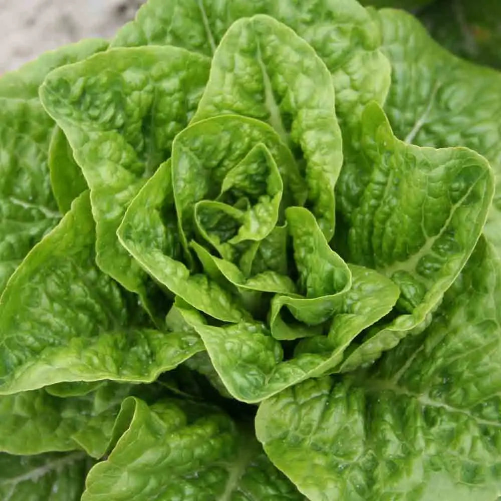 LAITUE ROMAINE POMME EN TERRE AB 