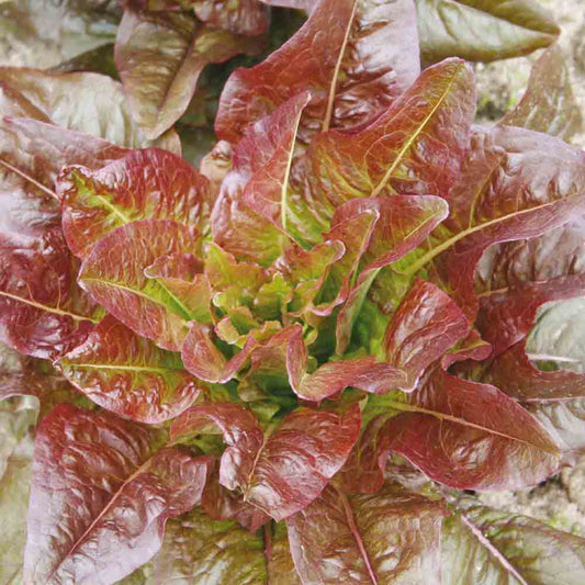 LAITUE ROMAINE ROUGE OREILLES DU DIABLE AB 