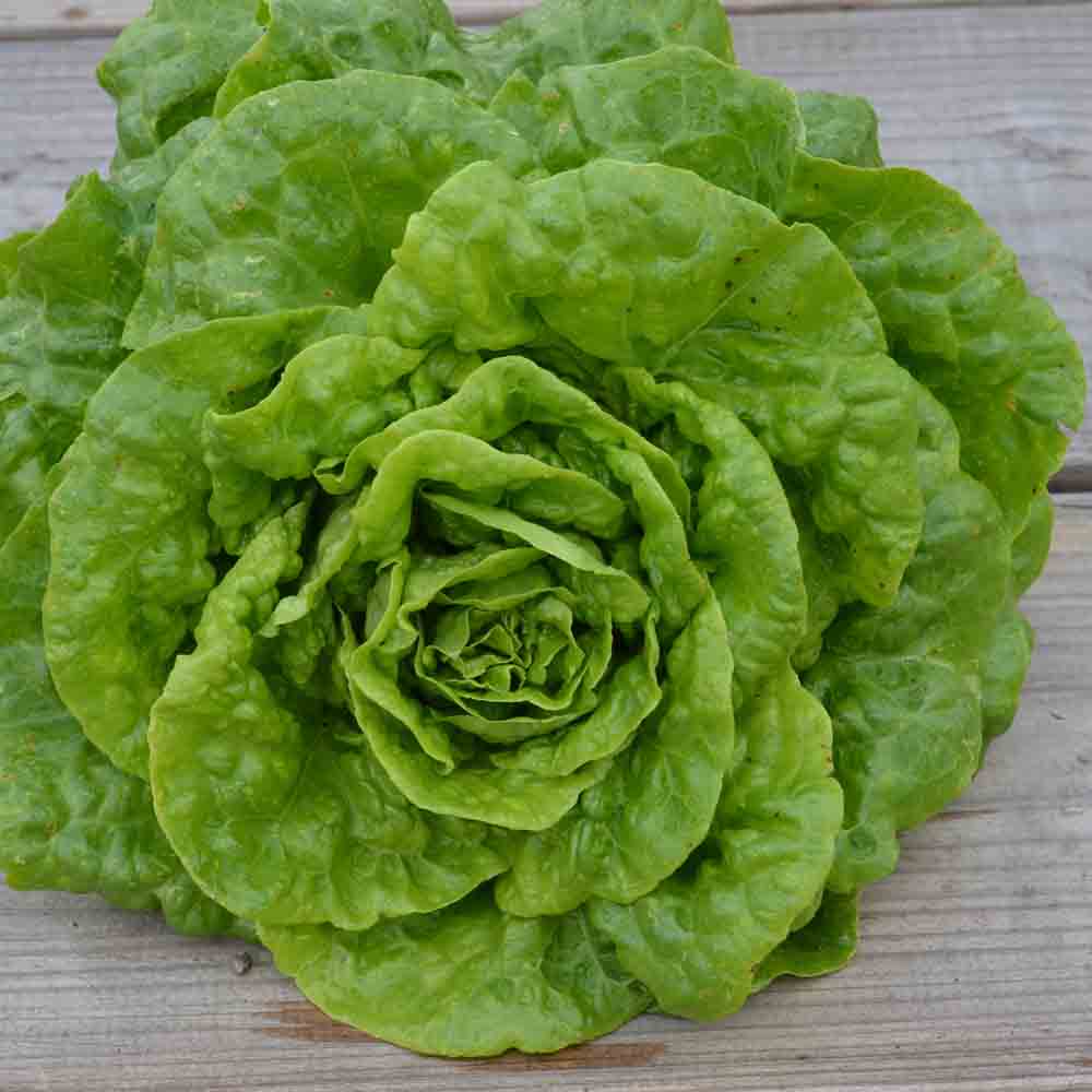 LAITUE ROMAINE VERTE GRASSE AB 