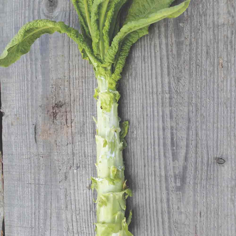 LAITUE TIGE CELTUCE (ASPERGE) AB 